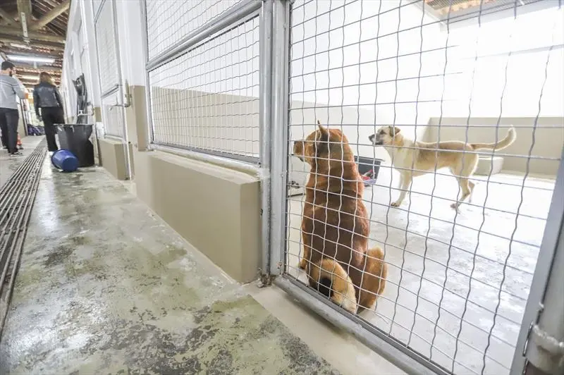 Banco de ração de Curitiba aceita doações para animais resgatados