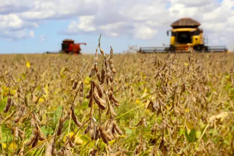 Chuvas diminuem e condições da soja e do milho melhoram no Paraná