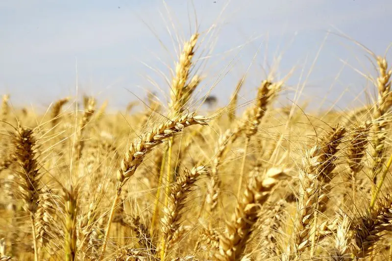 Preço baixo do trigo preocupa produtores do Paraná