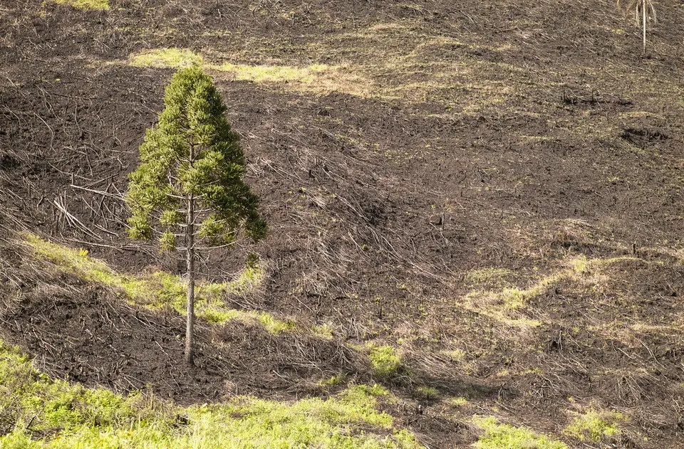 Área desmatada no Paraná ultrapassa 4 mil hectares em 2023