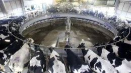 Produtores chamam atenção para “crise do leite” no Paraná