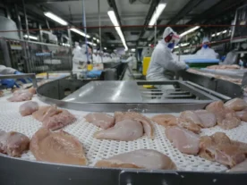 Exportações de carne de frango crescem 4,7% em fevereiro
