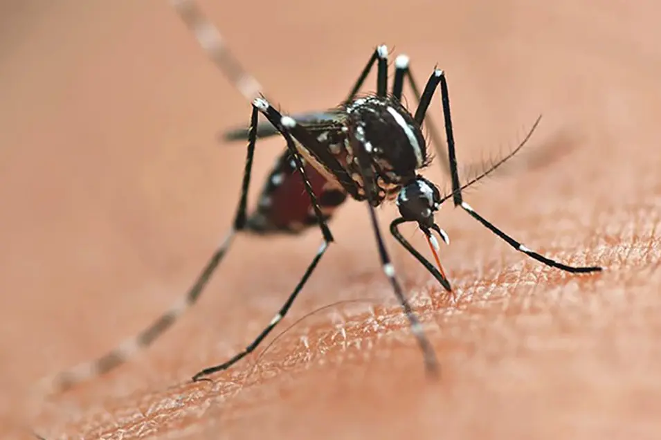 Paraná registra 17 mil novos casos de dengue