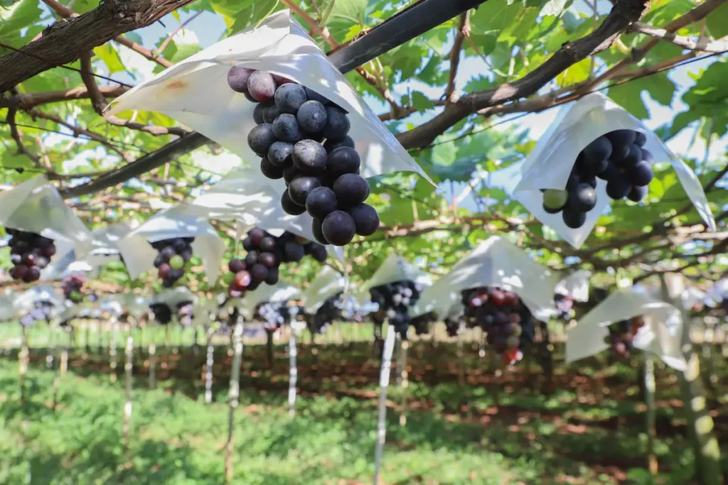 Marialva é referência na produção de uvas no Paraná