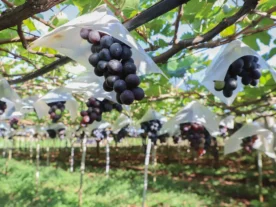 Marialva é referência na produção de uvas no Paraná