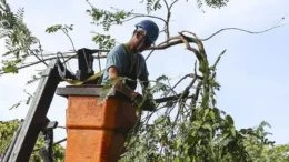 Poda de árvores: projeto quer dispensar autorização da prefeitura