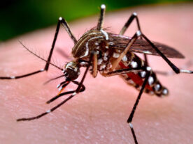 Paraná registra mais 650 casos de dengue