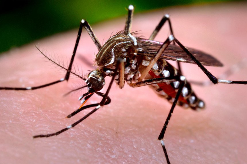 Paraná tem mais 450 casos de dengue