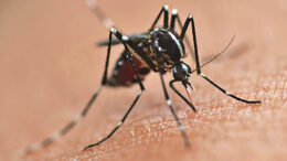 Paraná participa de teste para combater Aedes aegypti.