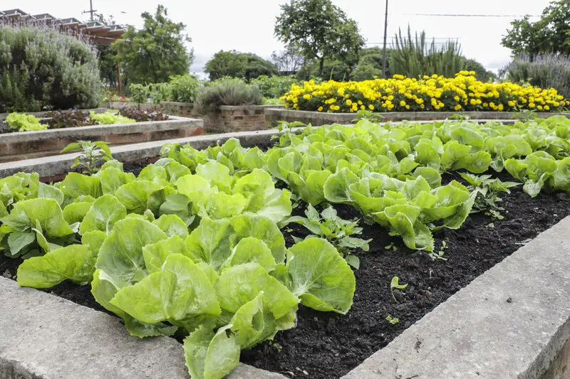 Chuvas acima da média impactam no preço das hortaliças