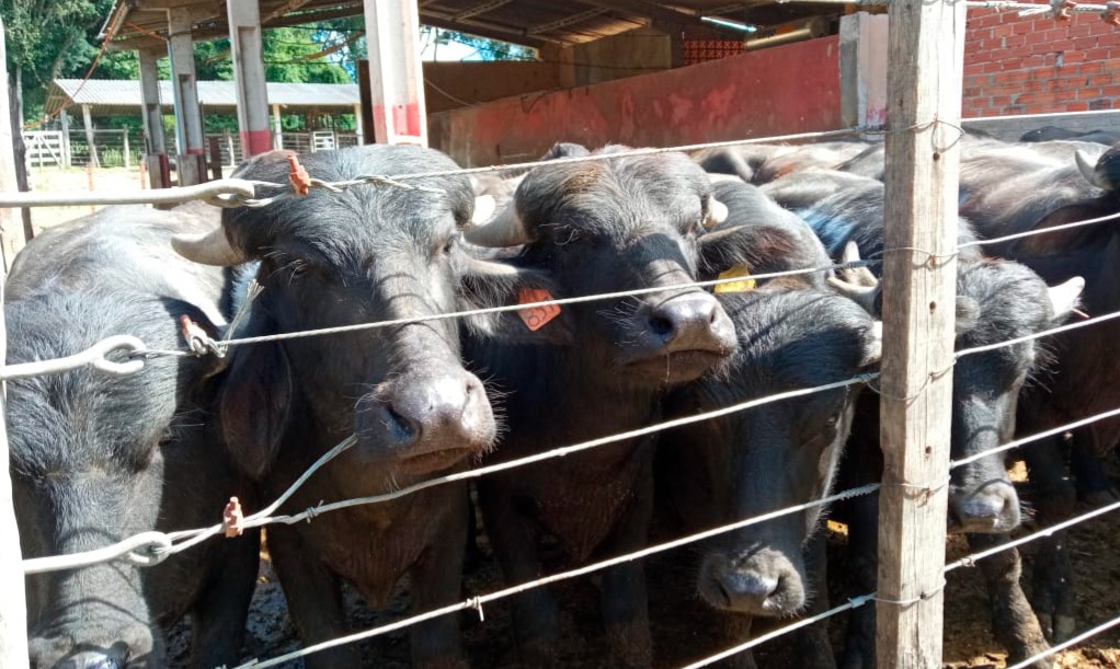 Criação de búfalo gera R$ 39,7 milhões ao  Paraná