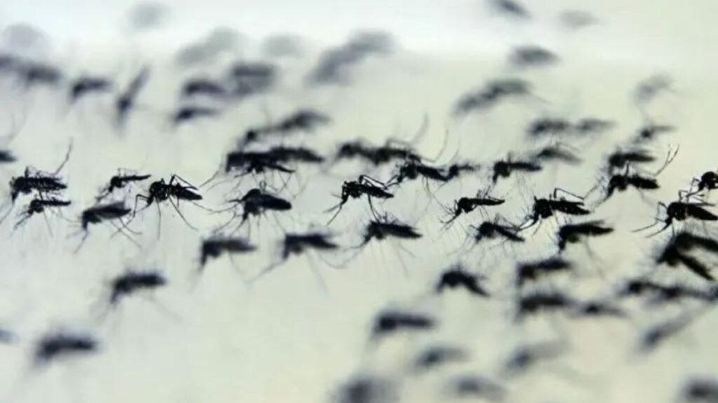Paraná registra mais de 400 casos novos de dengue, diz boletim