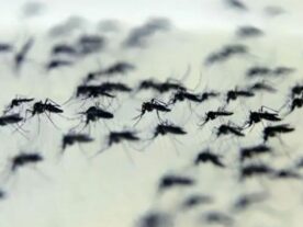 Paraná registra 3.593 casos novos de dengue, diz boletim