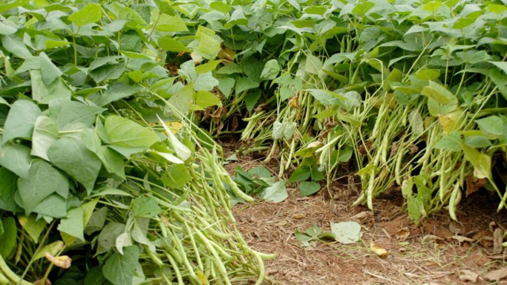 Plantio do feijão avança no Paraná e chega a 90%, diz Deral