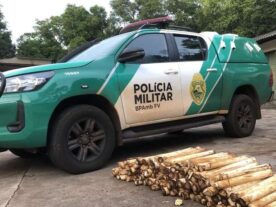 extração ilegal de palmito parque iguaçu