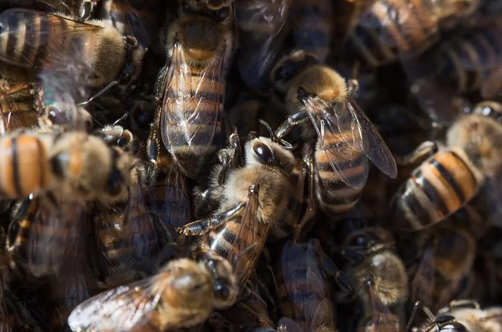Praça de Curitiba registra novo ataque de abelhas