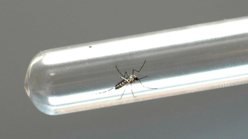 Paraná bate recorde de casos de dengue em uma semana