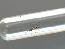 Paraná registra 876 casos novos de dengue, diz boletim