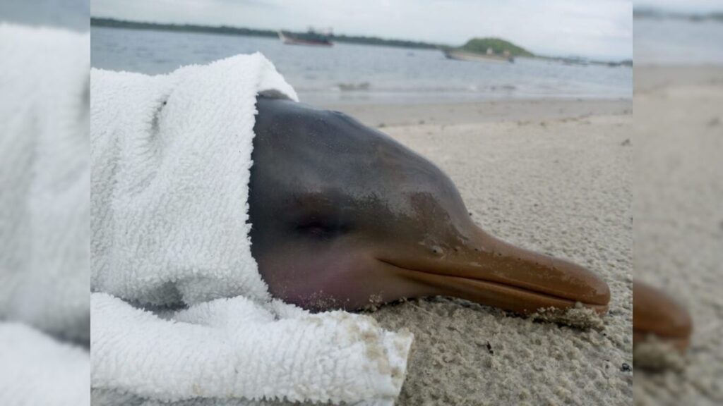 Golfinho ameaçado de extinção morre após resgate em Superagui