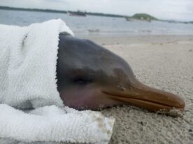 Golfinho ameaçado de extinção morre após resgate em Superagui