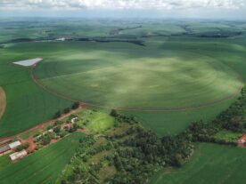 Produtores de milho do Paraná concluem plantio da primeira safra