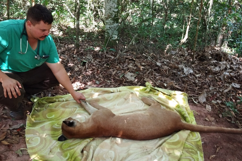 Onça-parda é resgatada em quintal de casa no interior do Paraná