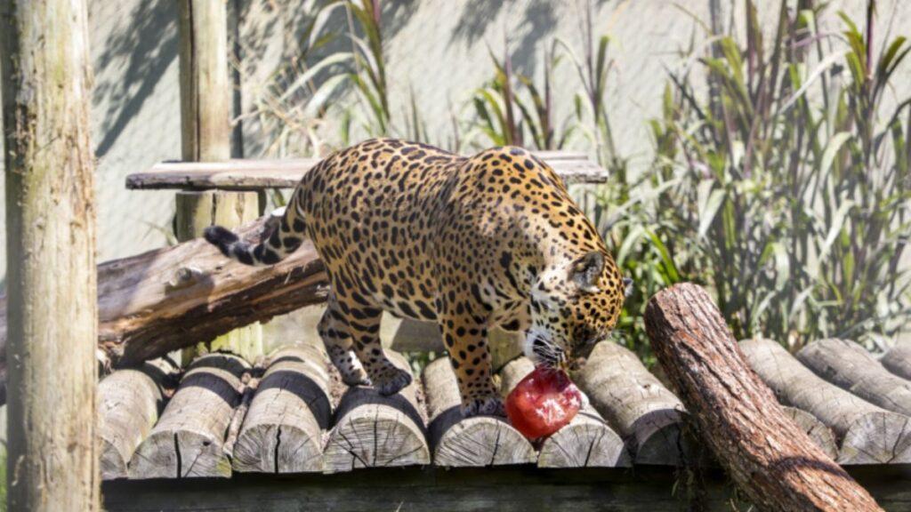 Animais ganham picolés para amenizar calor no Zoológico de Curitiba