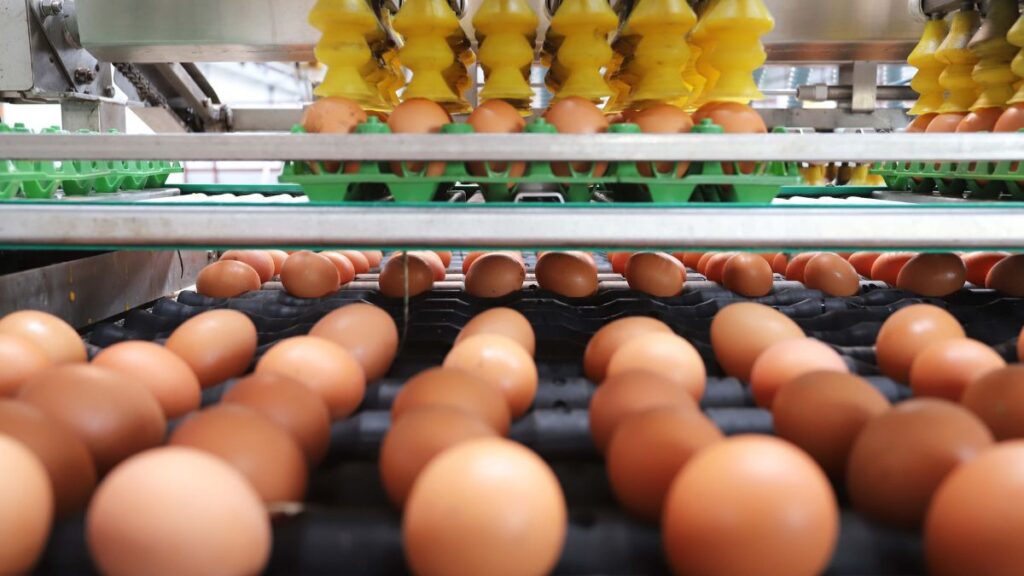 Produção de ovos cresce 6,7% no Paraná em 2023