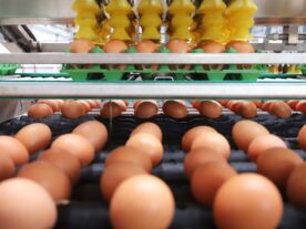 ovo, ovos, produção, produção de ovos, dúzia de ovos, paraná, ibge, deral, departamento de economia rural