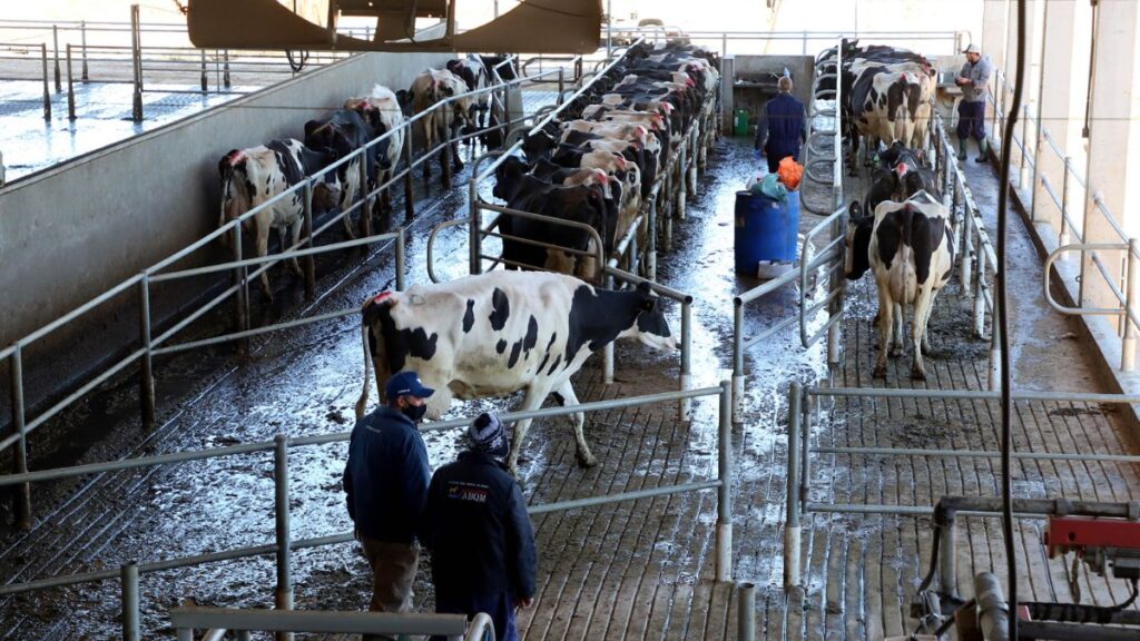 Custo de produção do leite aumenta em novembro, diz Embrapa