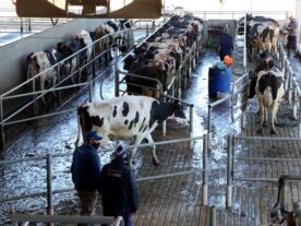 vaca, vacas, leite, produção de leite, agronegócio, pecuária, paraná, economia