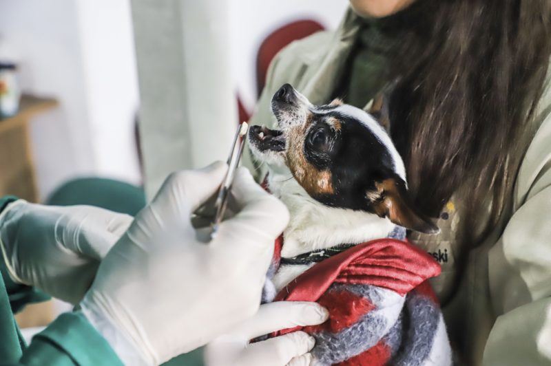 Rede de Proteção oferece serviços veterinários para cães e gatos, em Curitiba