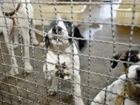 adoção animais cachorros abandono canil