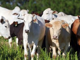 Preço da carne bovina caiu 17% no Paraná em 2023, diz Deral