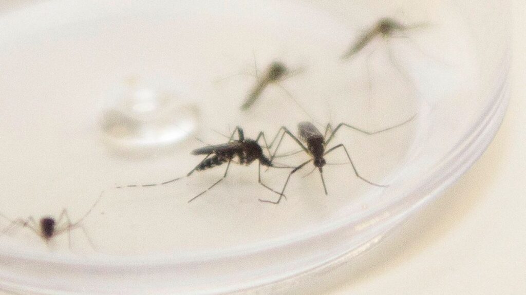Paraná registra uma morte e 8.414 casos novos de dengue, diz boletim