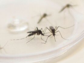 Paraná registra três mortes e 3.911 casos novos de dengue, diz boletim