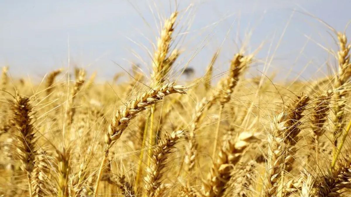 exportações de trigo, exportações, trigo, brasil, deral, departamento de economia rural, boletim conjuntural, Arquivo-Jaelson Lucas-ANPR