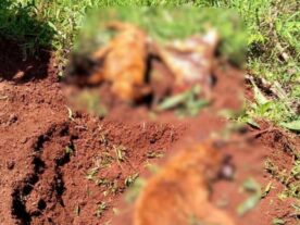 Idoso é preso após matar e enterrar cachorros no oeste do Paraná