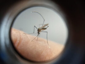 Paraná é um dos estados com maiores índices de dengue