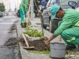 Curitiba replanta árvores para compensar cortes para obras do Inter 2