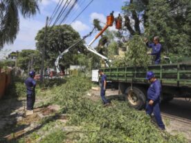 Após temporal, Prefeitura de Curitiba recolhe galhos e árvores caídas