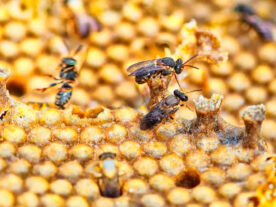 Produtores do Litoral formam associação para criação de abelhas sem ferrão