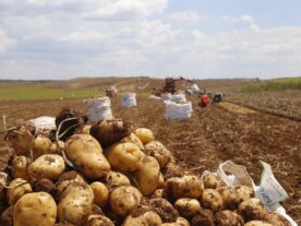 produção de batatas