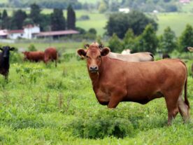 Exportações de carne bovina crescem 28% em janeiro, diz Deral
