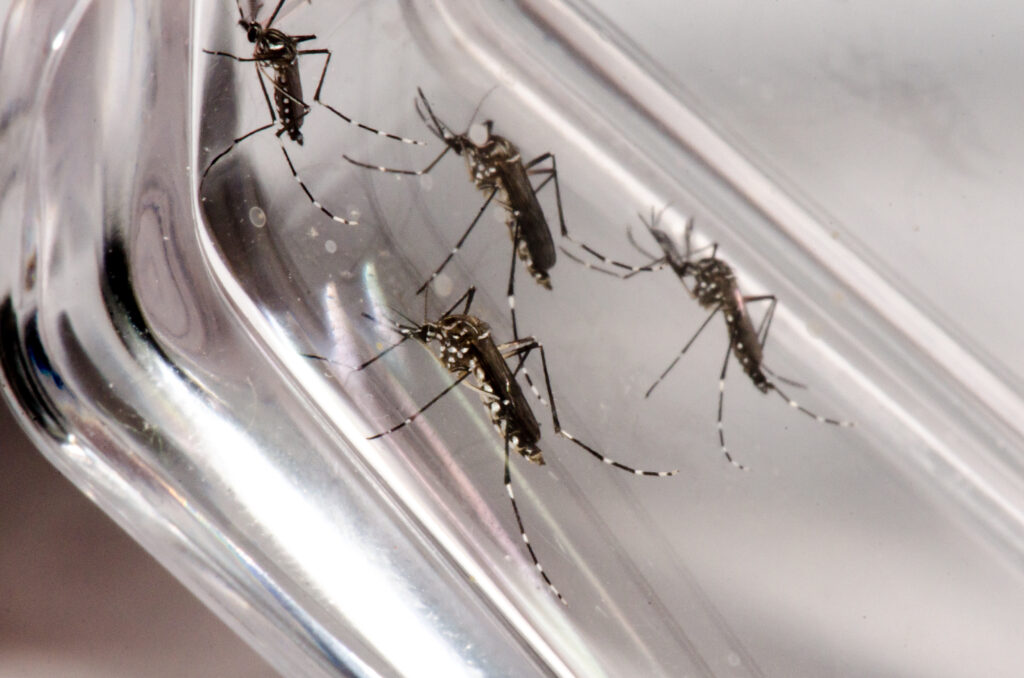 Como identificar sintomas da dengue