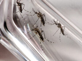 Como identificar sintomas da dengue