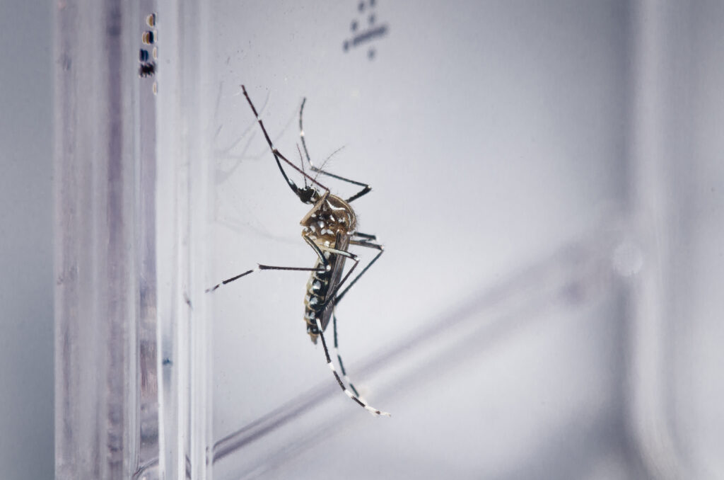 Dengue: Paraná ainda não atingiu o pico de casos, diz Sesa