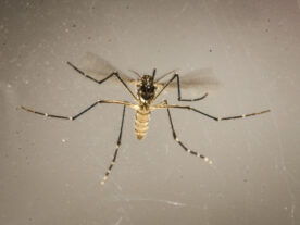 Aedes aegypti dengue