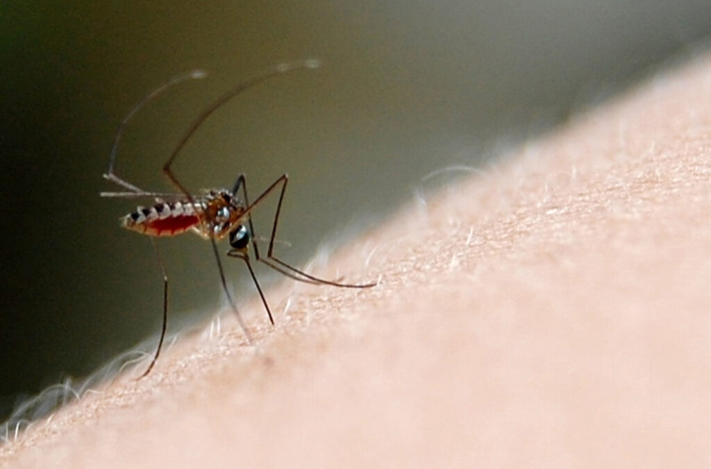 Aumento da dengue está associado às mudanças climáticas e degradação ambiental