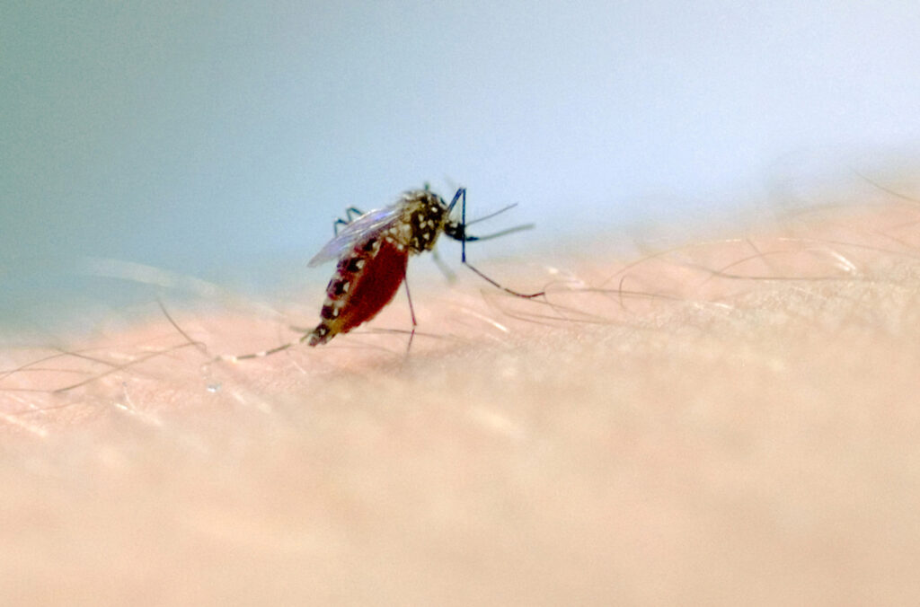 Campanha reforça cuidados contra a dengue no Paraná